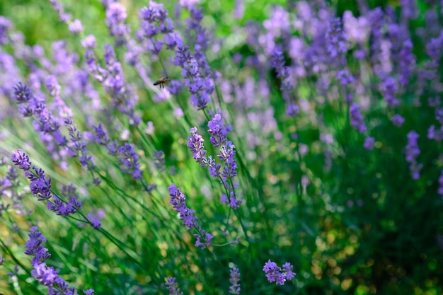 Lavender bush on the field