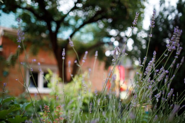 Lavender bush in the home garden.