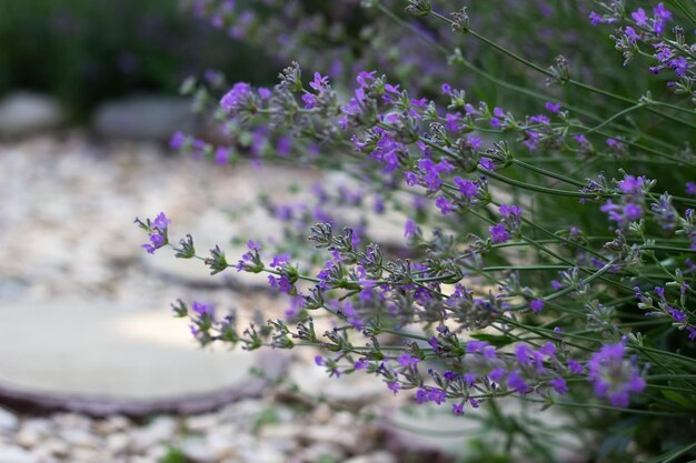 夏の庭のラベンダーの茂み