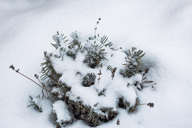 Lavender bush in winter