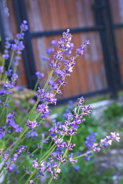 ラベンダーの茂みのクローズアップ。ぼやけたシャープなラベンダーの花の画像。