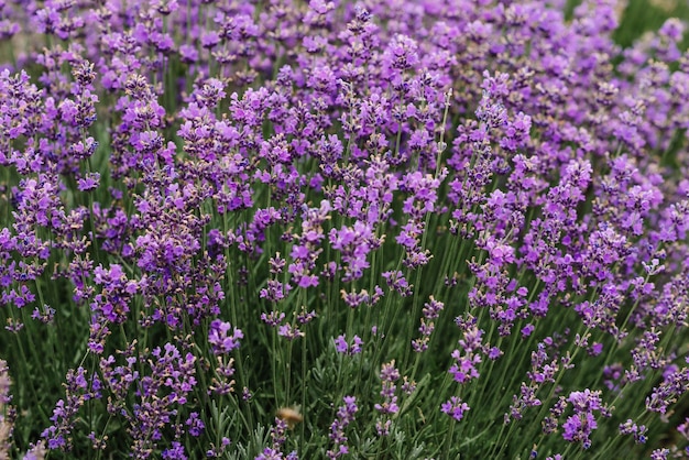 Lavender bushes closeup Blooming lavender Sunset gleam over purple flowers of lavender Provence region of France Field of Lavender Lavandula angustifolia Lavandula officinalis