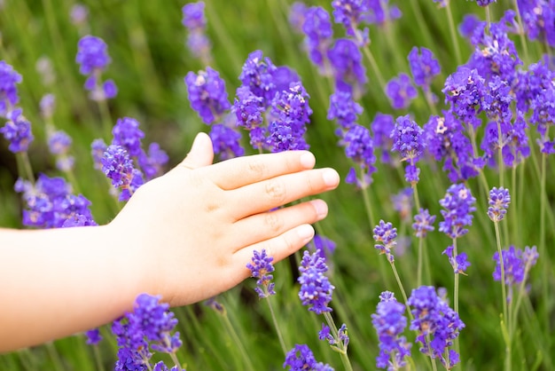 라벤더 덤불 근접 촬영 보라색 라벤더 밭 아름다운 꽃이 만발한 영어 라벤더 어린이의 손이 라벤더 밭 여름 화창한 아침에 라벤더 꽃을 만집니다.