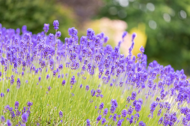 Lavender bushes closeup Purple lavender field beautiful blooming English lavander