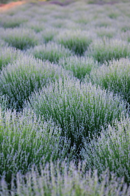 Lavender bushes in the field