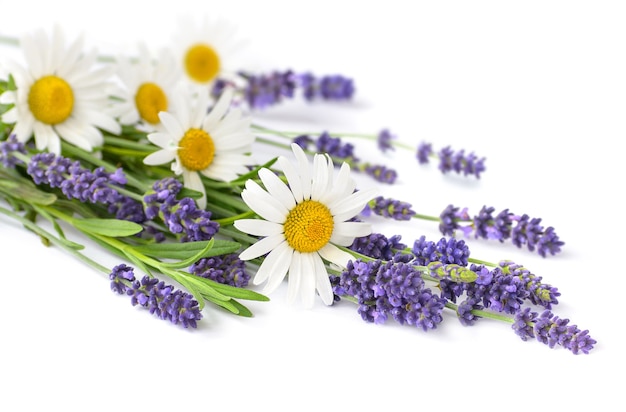 Lavender and Chamomiles flowers bunch on a white background