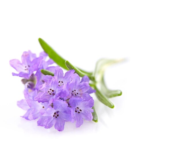 Lavender in closeup