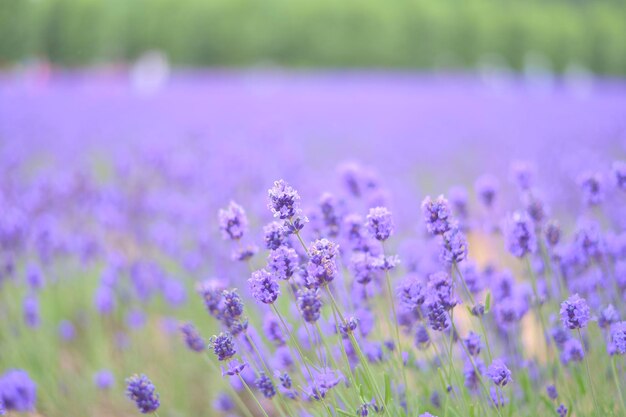 Lavender colored