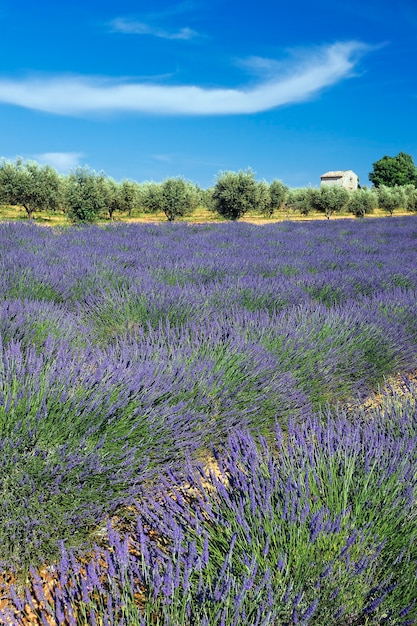 Paese della lavanda