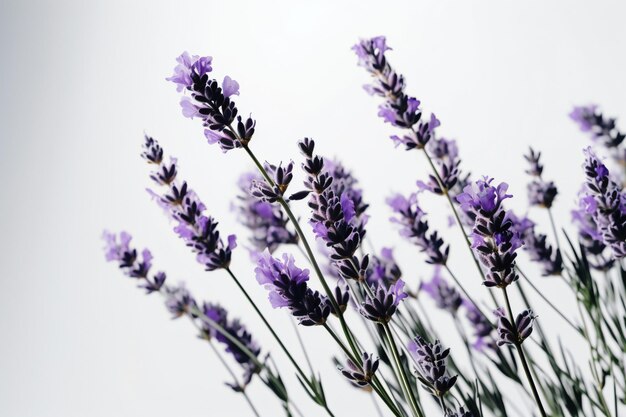 Lavender Dreamscape Capturing the Essence of Minimalist Photography