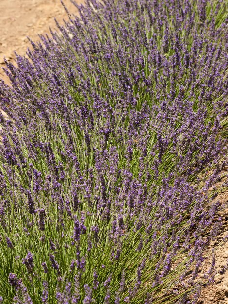 Lavender farm in Palisade, Colorado.