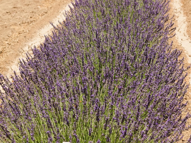 Lavender farm in Palisade, Colorado.