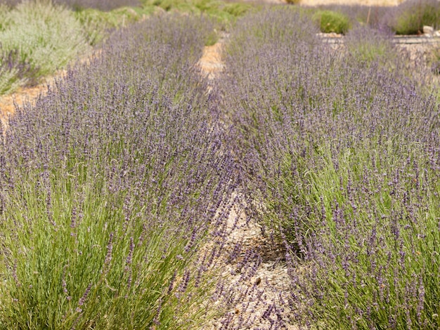 Lavender farm in Palisade, Colorado.