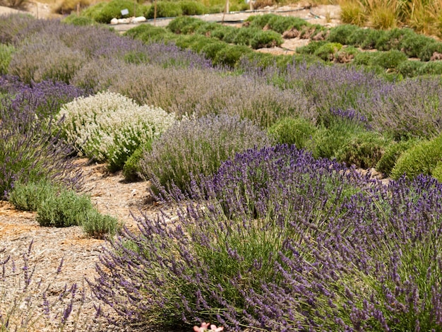 Lavender farm in Palisade, Colorado.