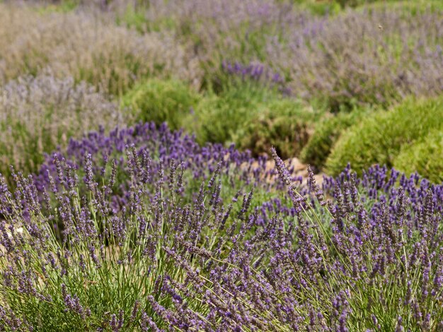 Lavender farm in palisade, colorado