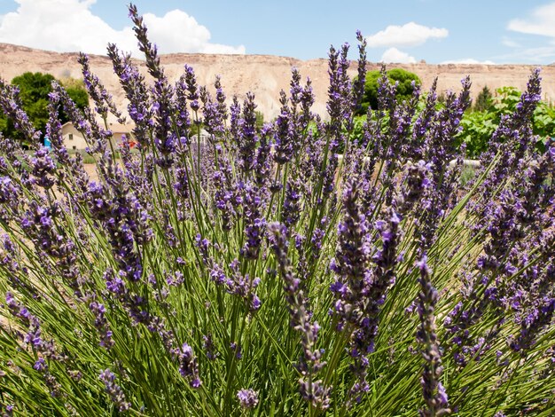 Lavender farm in Palisade, Colorado.