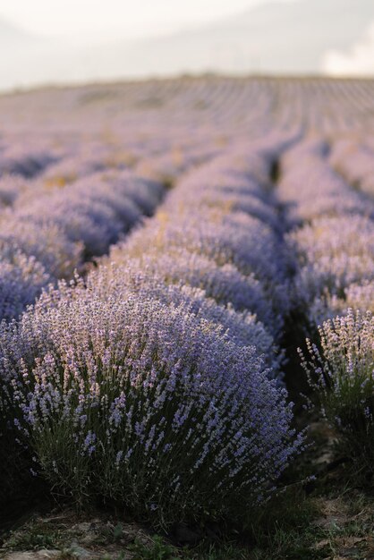 Foto campo di lavanda bellissimi fiori di lavanda alzato