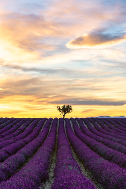 중앙 스카이 라인 Valensole Provence France에 나무와 함께 일몰에 꽃이 만발한 라벤더 밭