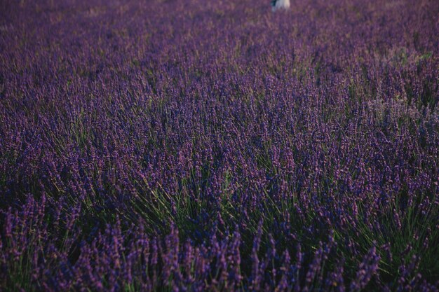 Lavender field close up