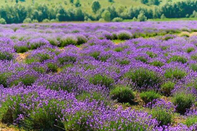 Lavender field flowering bushes outdoors