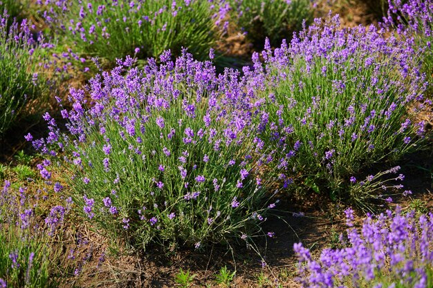 Lavender field flowering bushes outdoors