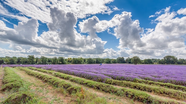 Lavender Field in Full Bloom in Banstead Surrey