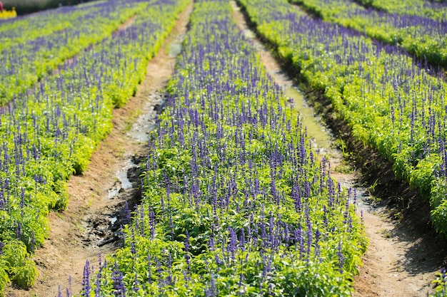 Lavender field in the garden