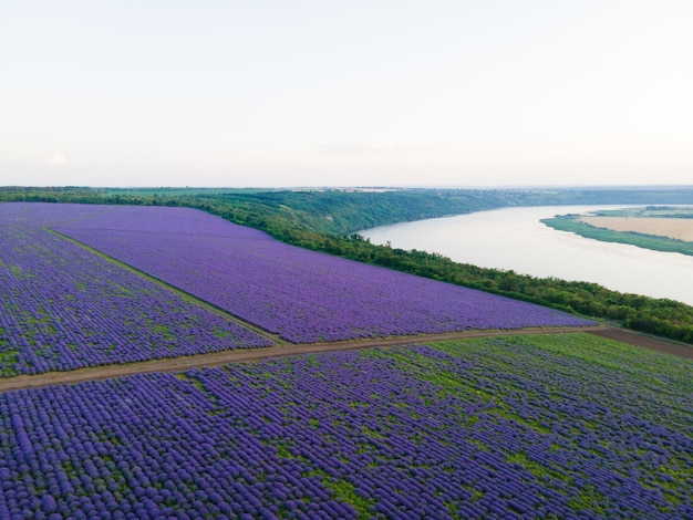 Lavender field landscape and river in the summer day