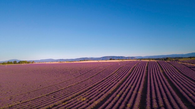 Lavender field landscape with blue sky and violet summer flower Concept of travel and scenic destination Copy space beautiful place in france provence