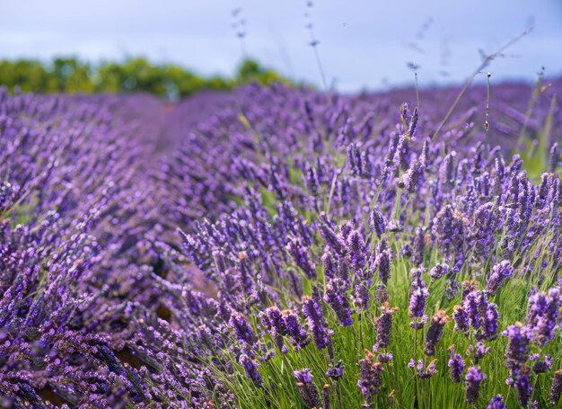 a lavender field landscape