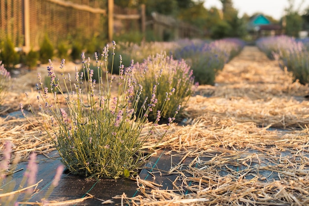 Photo lavender field on the plort young lavender flowers