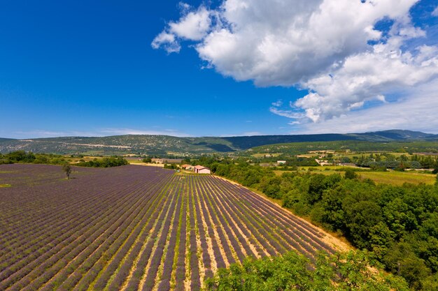 Lavender field in provence france