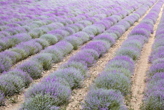 Lavender field in purple bloom in piedmont italy