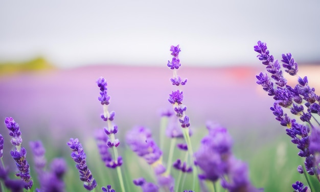 Lavender field in region