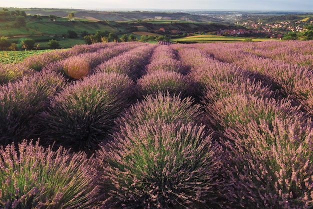 Lavender Field Rows in Evening Light