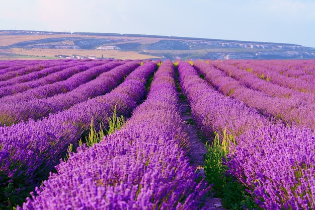 Lavender field rows in summer on sunset