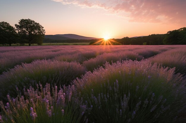 Lavender field under a setting sun with the warm glow of evening light created with generative ai