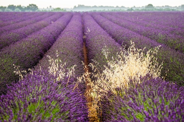 A lavender field on a summer day