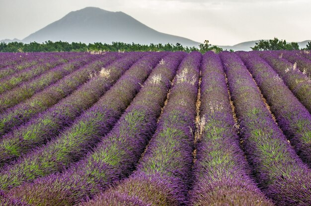 A lavender field on a summer day