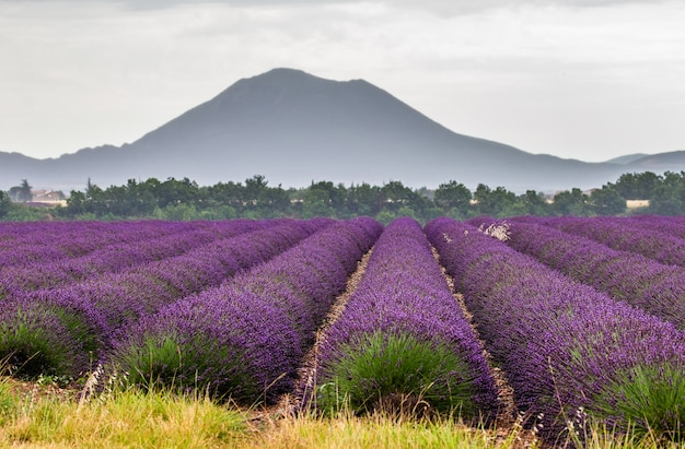 A lavender field on a summer day