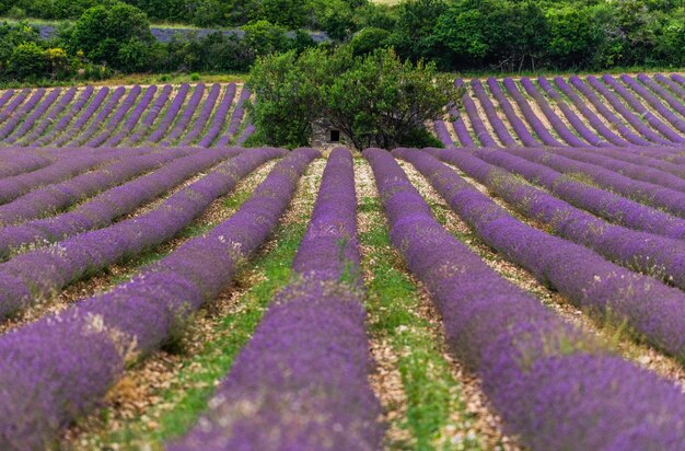 A lavender field on a summer day