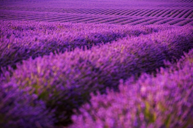 프랑스 프로방스의 Valensole 근처 여름 보라색 향기로운 꽃에 라벤더 밭