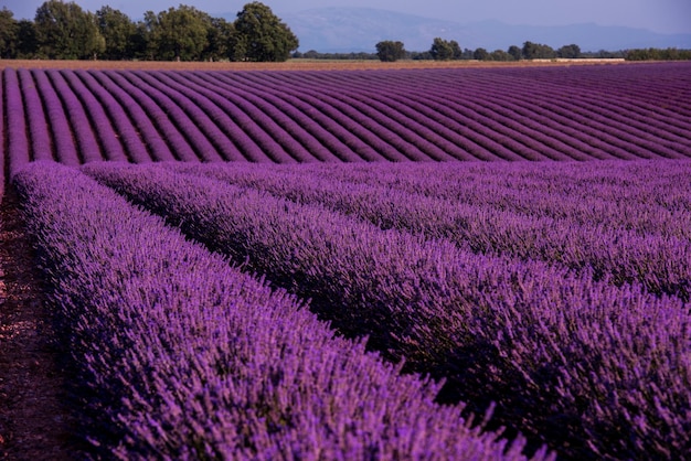 フランス プロヴァンスのヴァレンソール近くの夏の紫色の芳香の花のラベンダー畑
