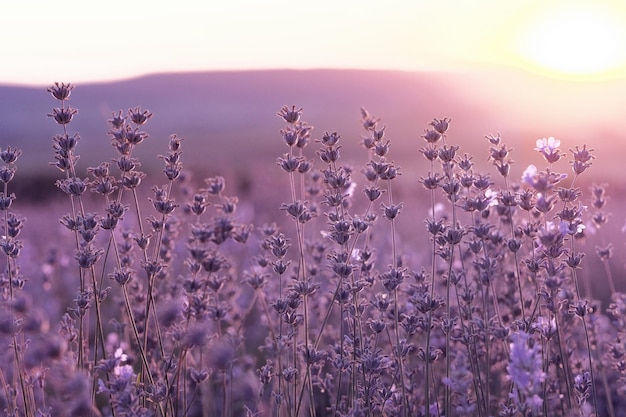 Lavender Field in the summer sunset time