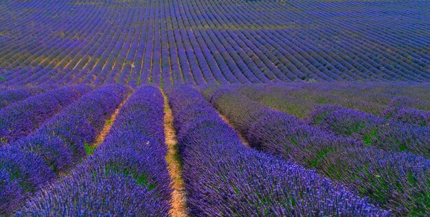 Lavender field at summer