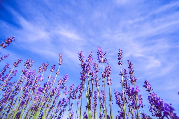 Lavender Field in the summer