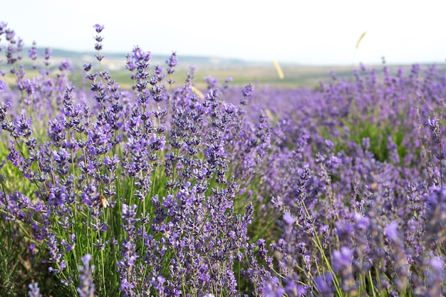 Lavender Field in the summer