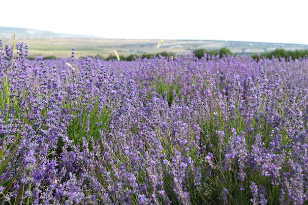 Lavender Field in the summer