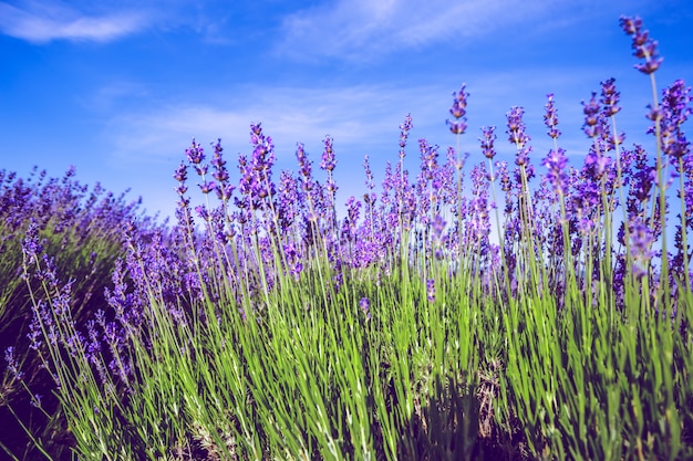 Lavender Field in the summer