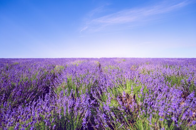 Photo lavender field in the summer